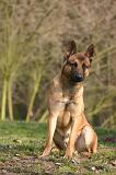 MALINOIS 1110